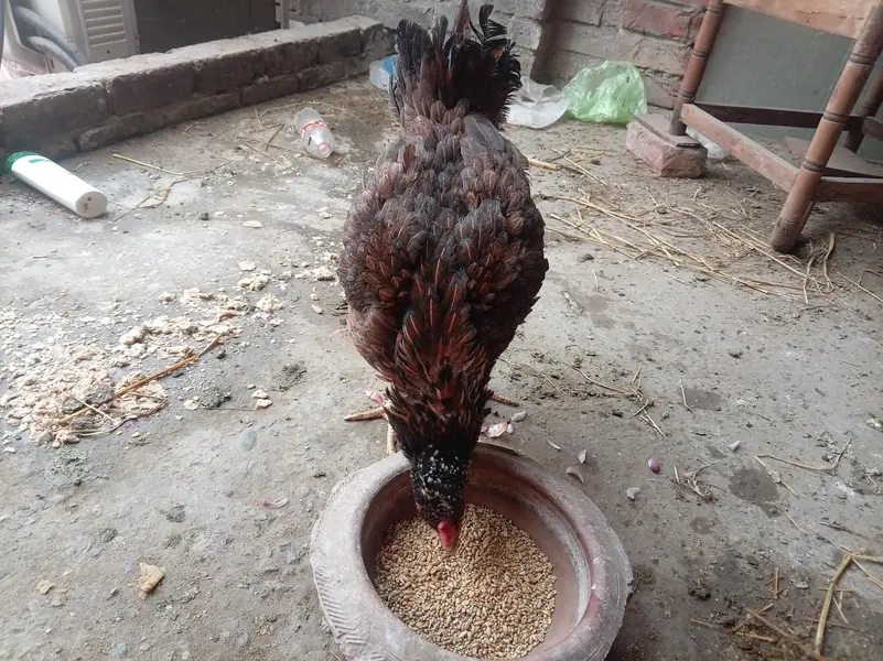 kurak aseel hens — photo 3