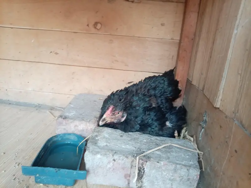 kurak aseel hens — photo 4