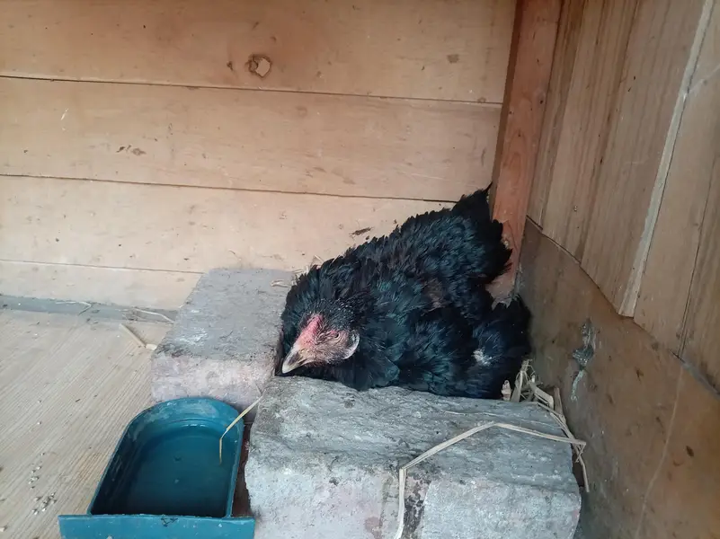kurak aseel hens — photo 5
