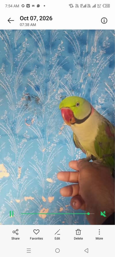 raw parrot hand tame