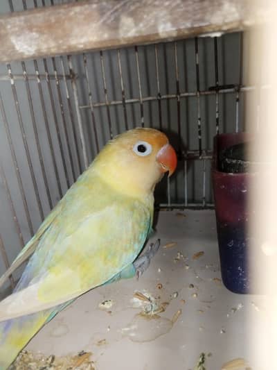 pestalino bareedar female lovebird with DNA