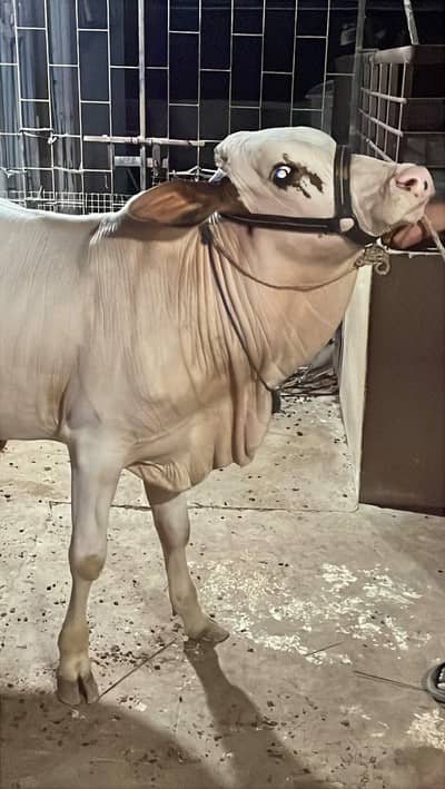 GULABI BACHRA FOR SALE
