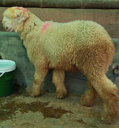 pure Mundra kakka for sale