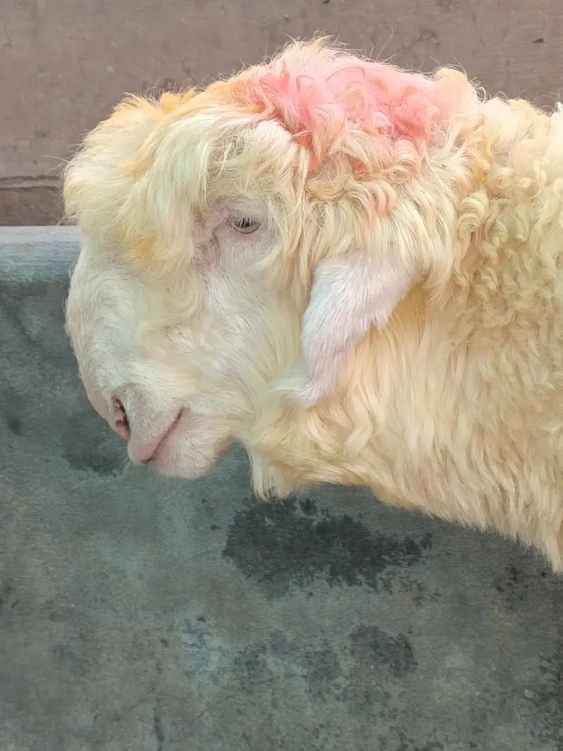 pure Mundra kakka for sale — photo 3