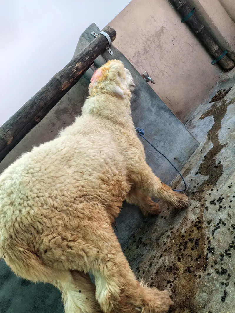 pure Mundra kakka for sale — photo 7