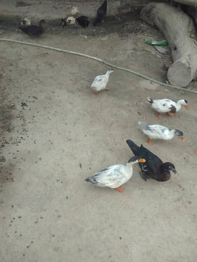 Desi ducks