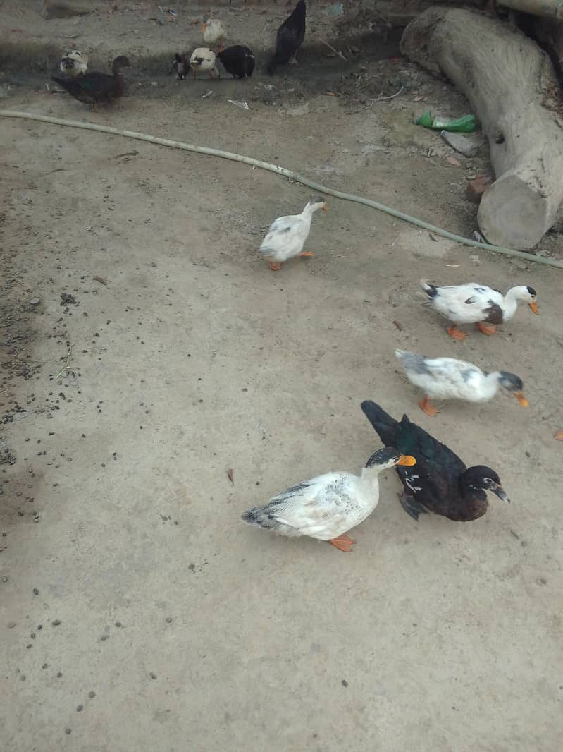 Desi ducks 0