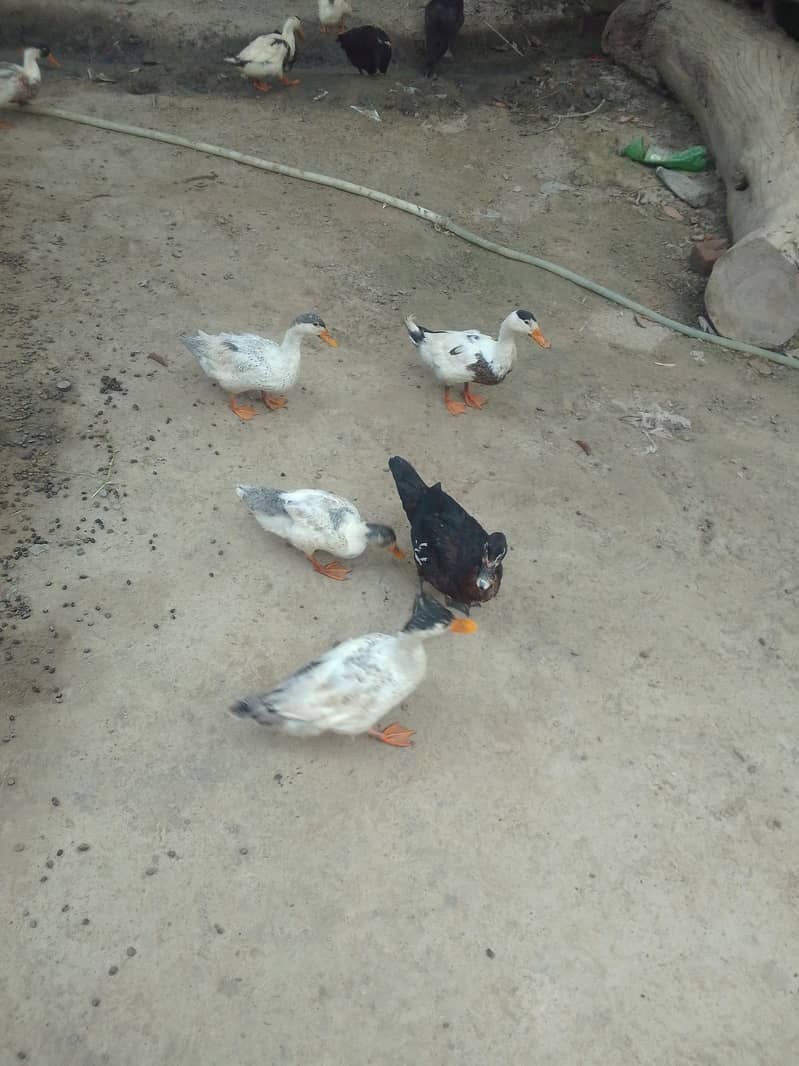 Desi ducks 1