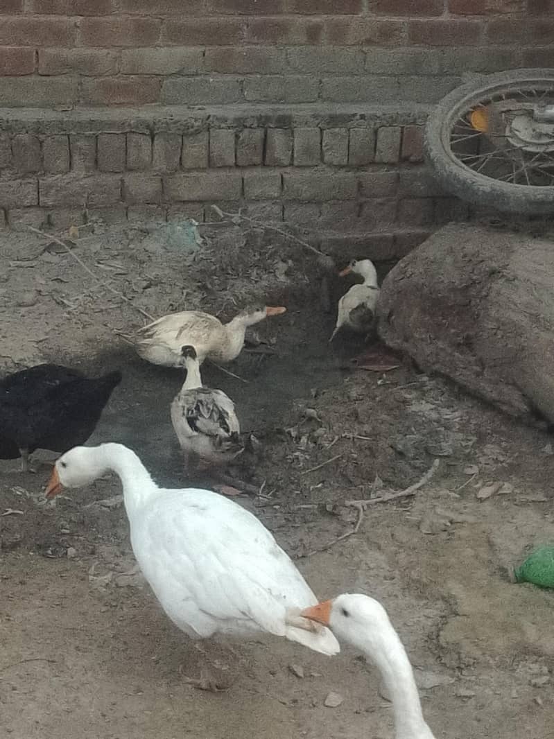 Desi ducks 2