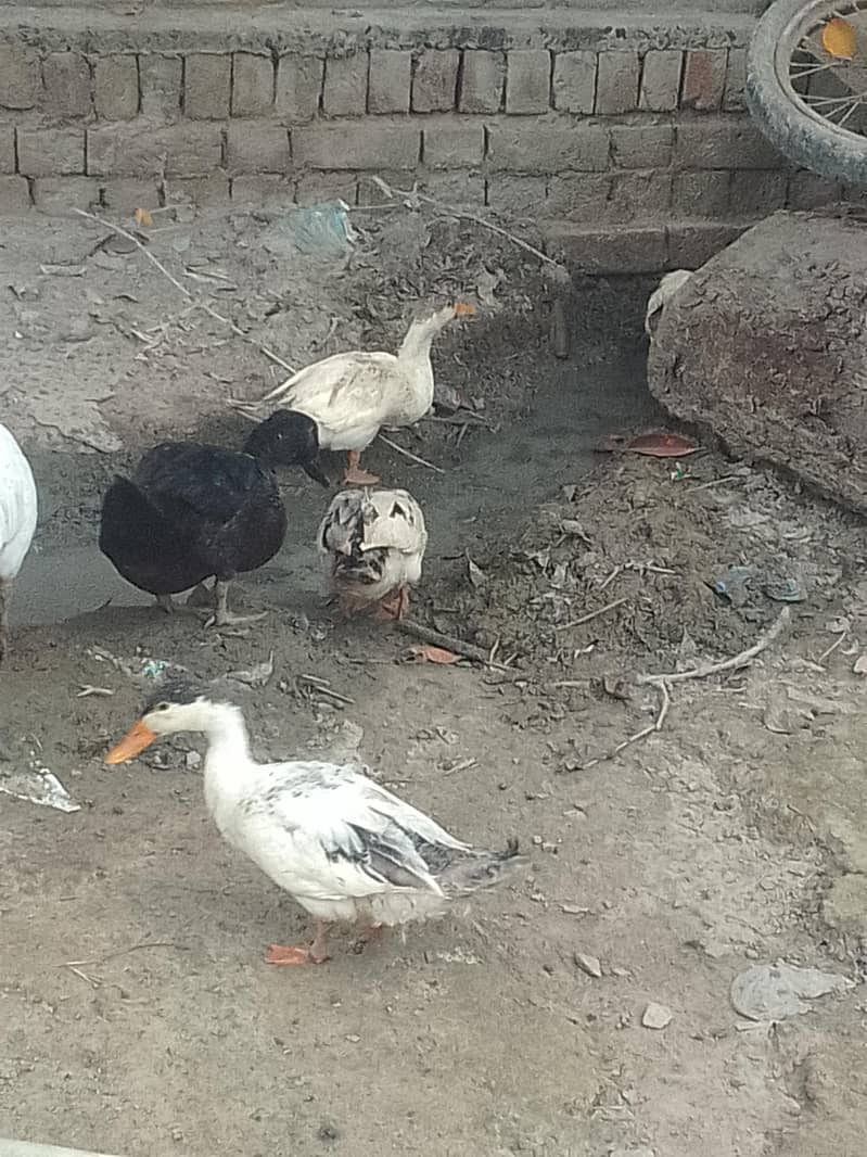 Desi ducks 3