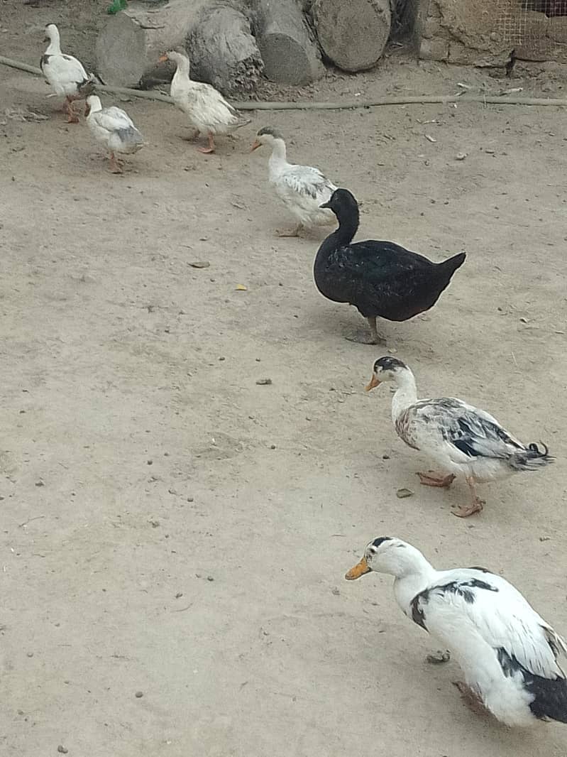 Desi ducks 4