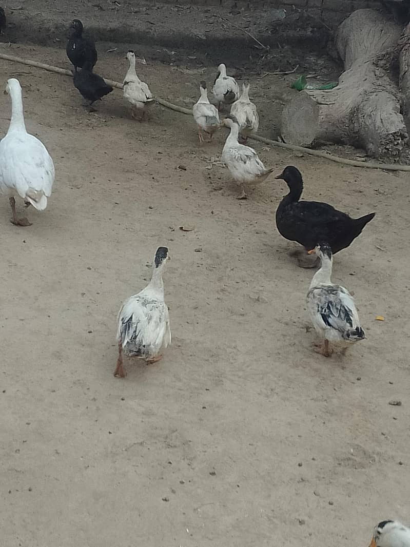 Desi ducks 5