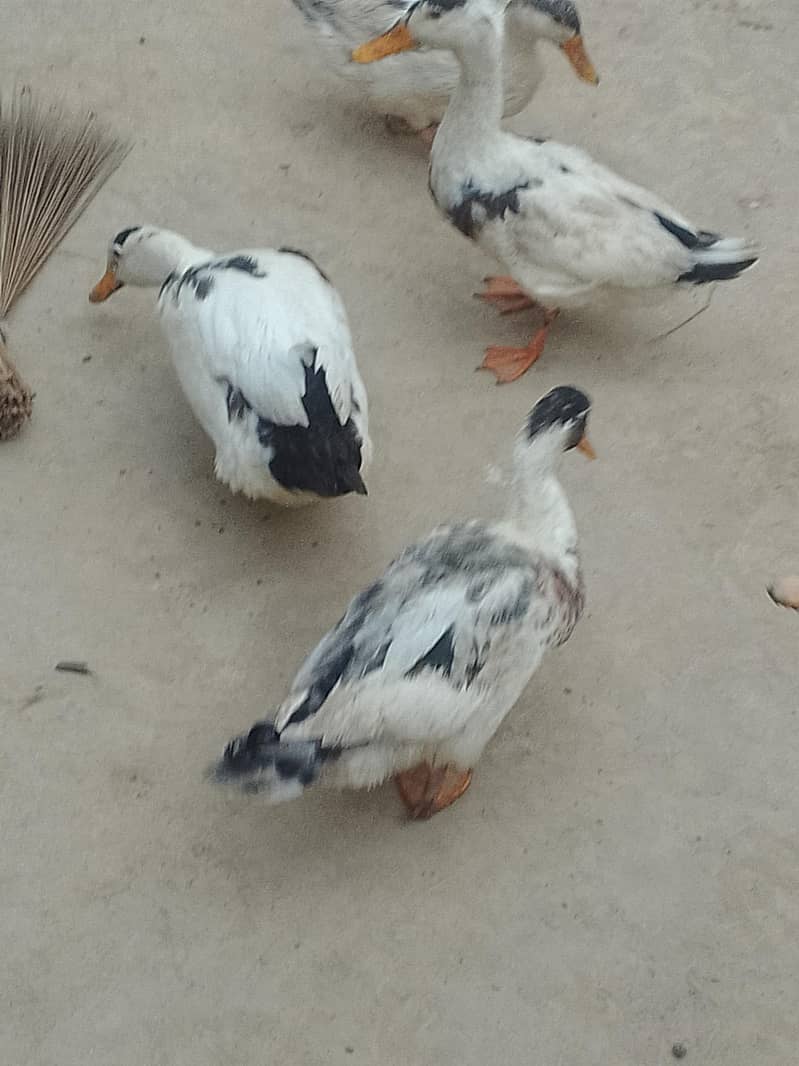 Desi ducks 6
