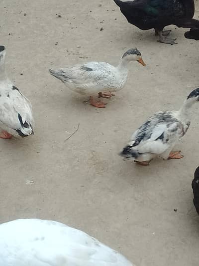 Desi ducks