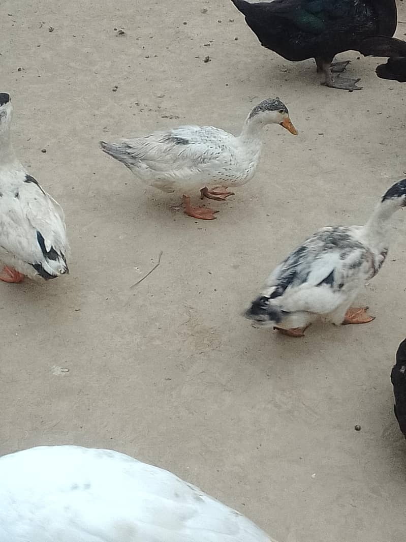Desi ducks 7