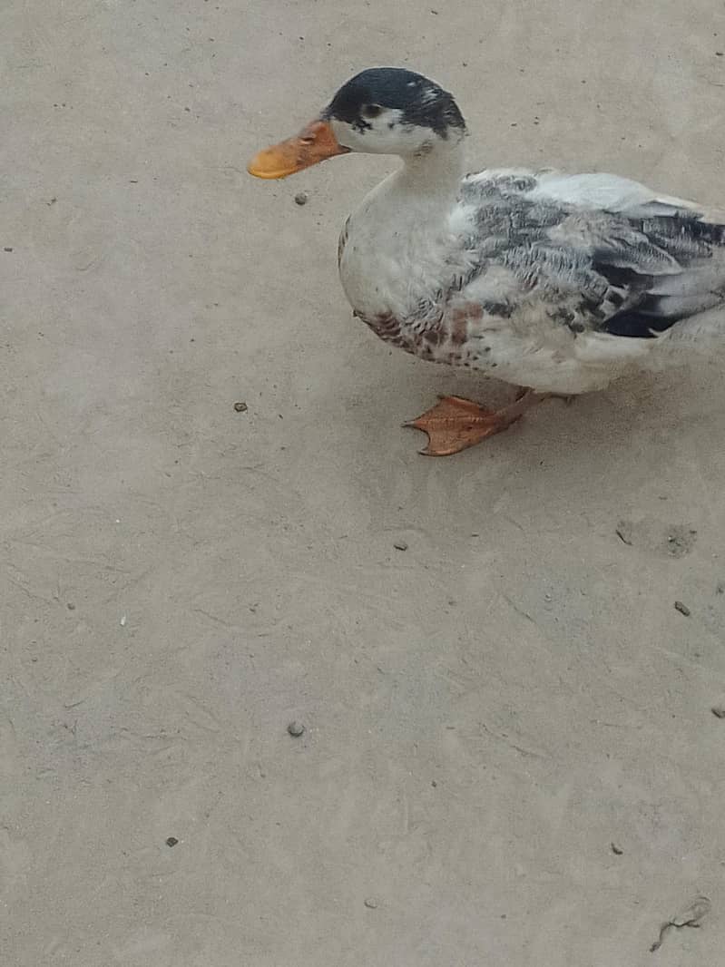 Desi ducks 8