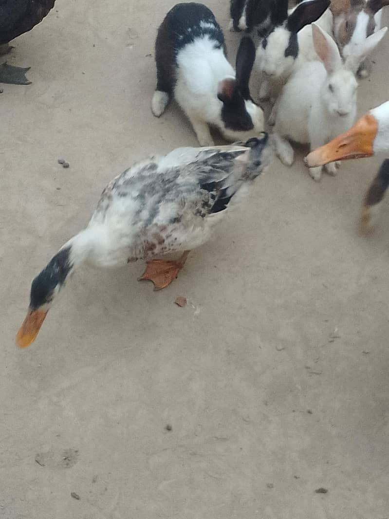 Desi ducks 9