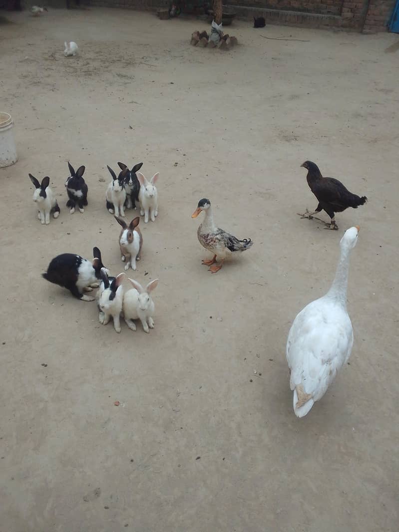 Desi ducks 10