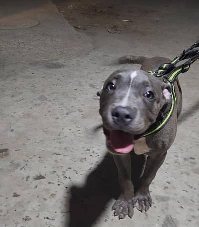 Tope quality American Bully