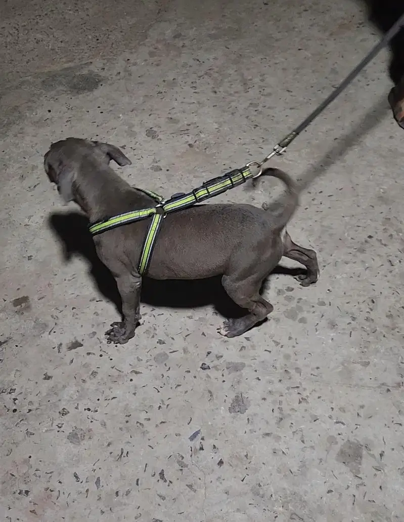 Tope quality American Bully — photo 2