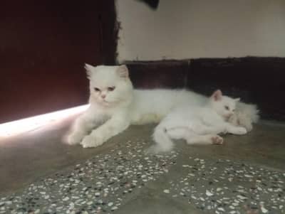 Female cat and 3 babay pershian double coat