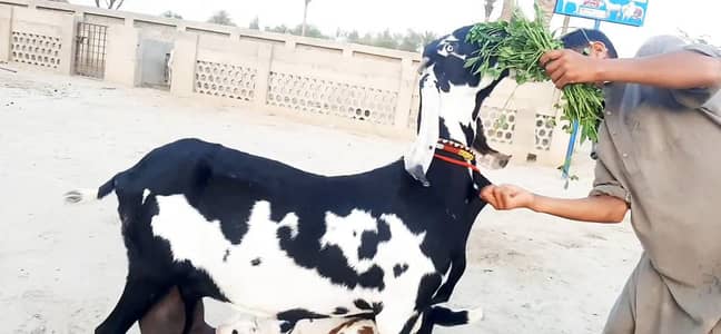 2 bacchon wali bakri for sale call_03256811956