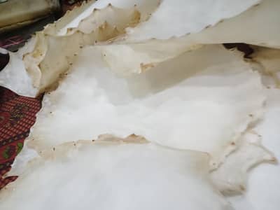 Premium Natural Goat Skin for Drum Making – Wholesale & Retail