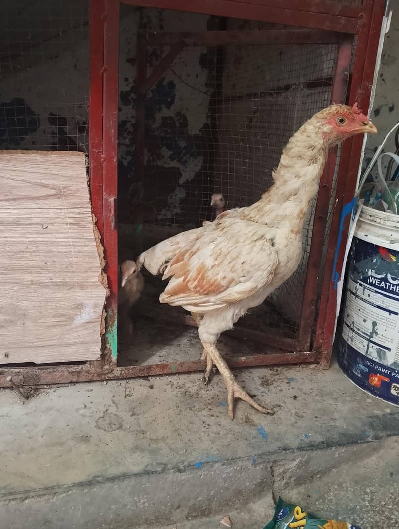 aseel bird 1