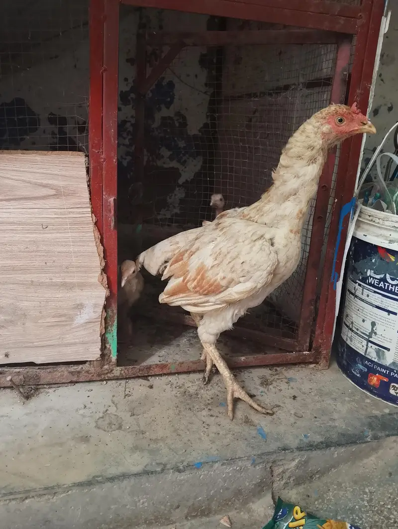 aseel bird — photo 2