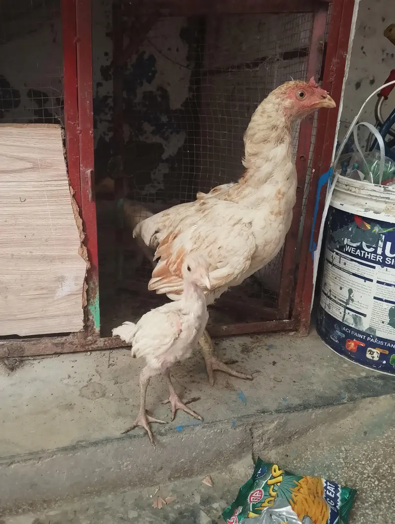 aseel bird — photo 3