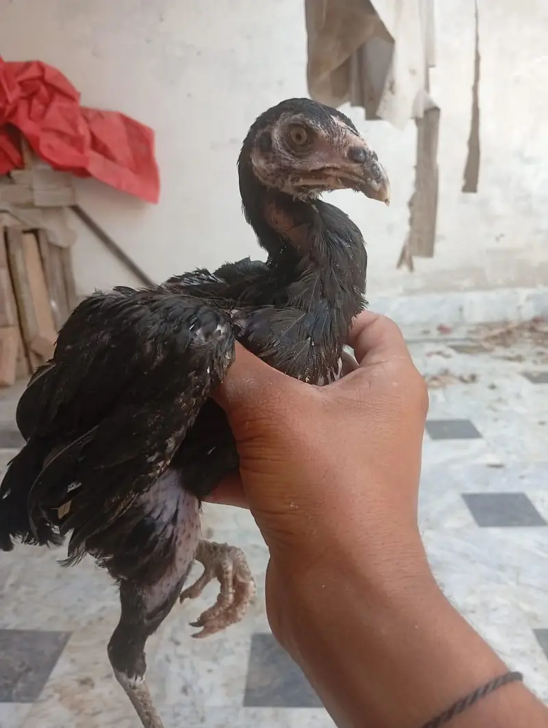 2 Kids Asel Mianwali — photo 2