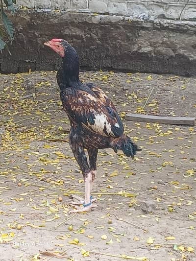 Assel thai Pattha Patthi for Sale