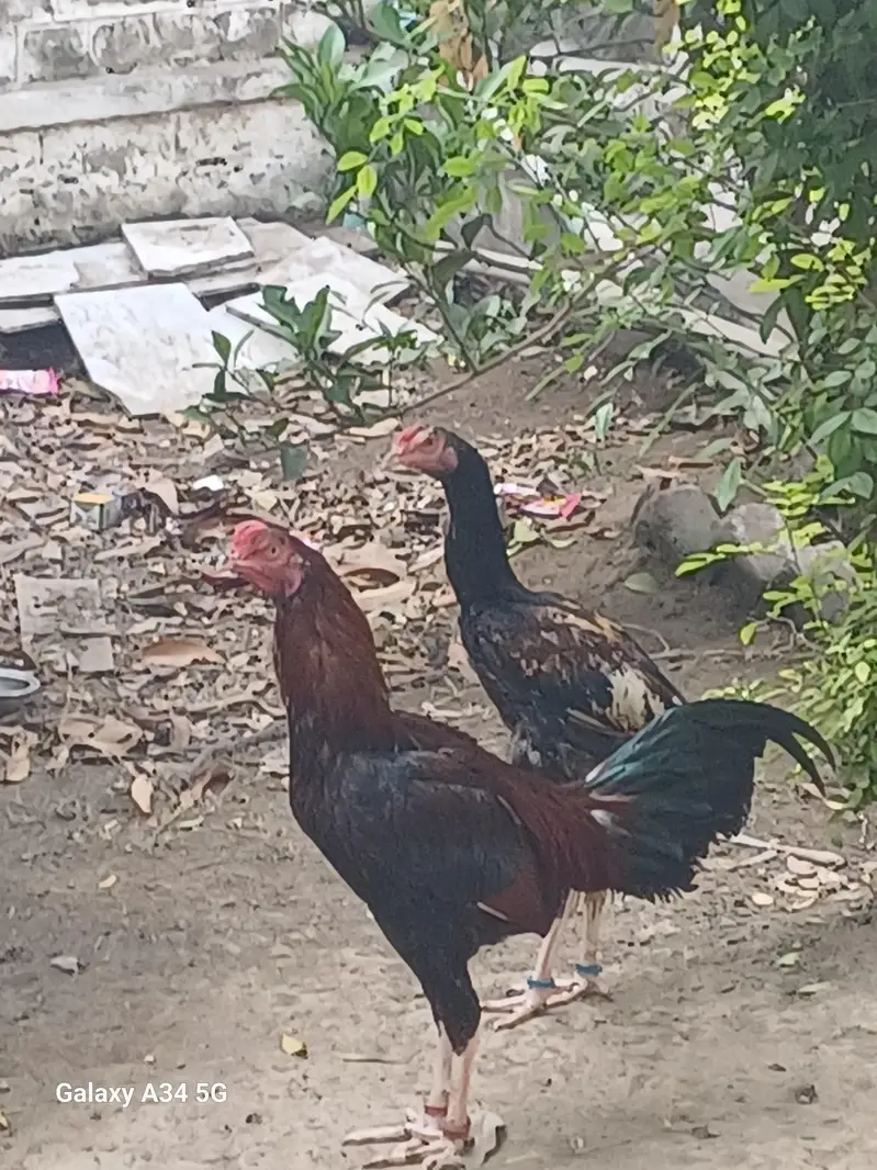Assel thai Pattha Patthi for Sale — photo 4