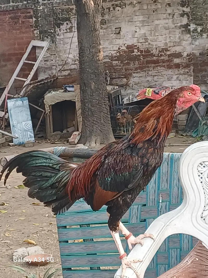 Assel thai Pattha Patthi for Sale — photo 6
