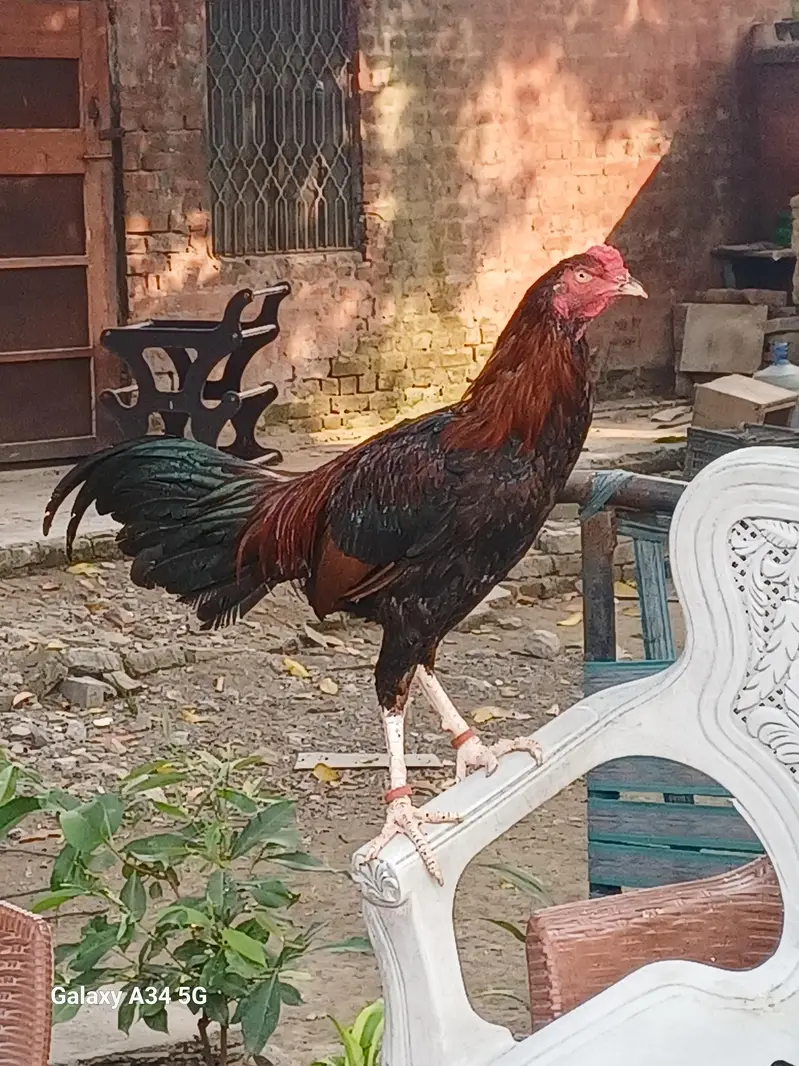 Assel thai Pattha Patthi for Sale — photo 7