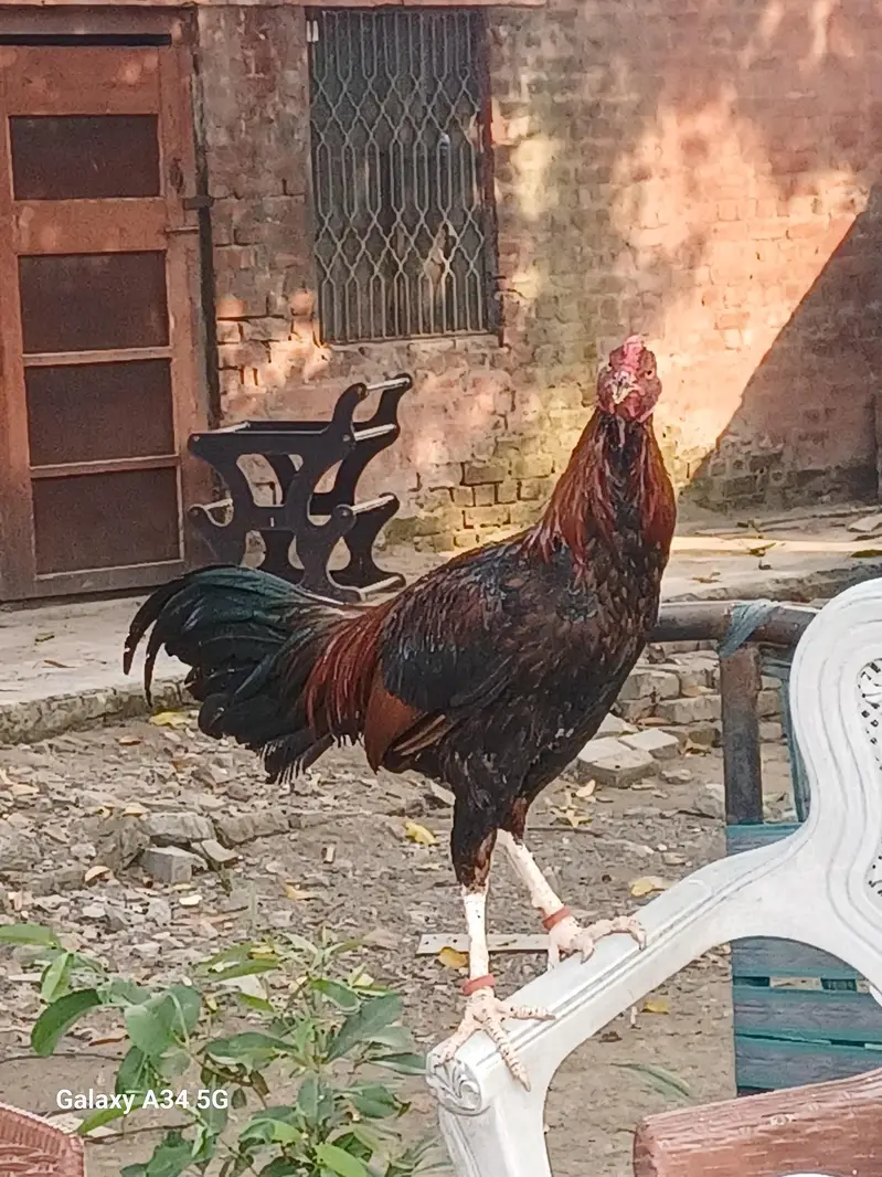 Assel thai Pattha Patthi for Sale — photo 8