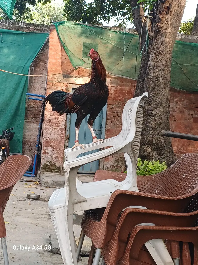 Assel thai Pattha Patthi for Sale — photo 9