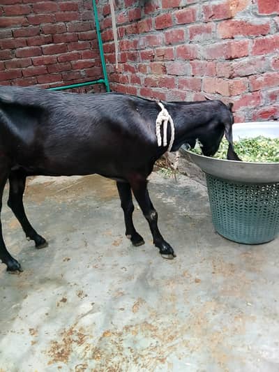 Black bakri or white bakri for sale