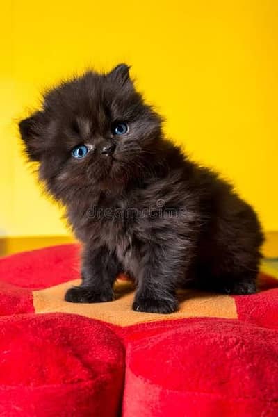 Persian kittens trios