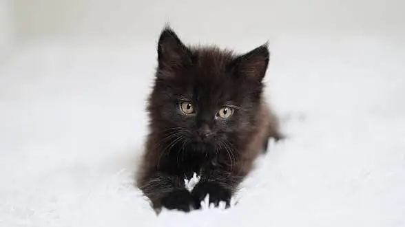 Persian kittens trios — photo 2