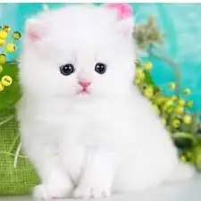 Persian kittens trios — photo 3