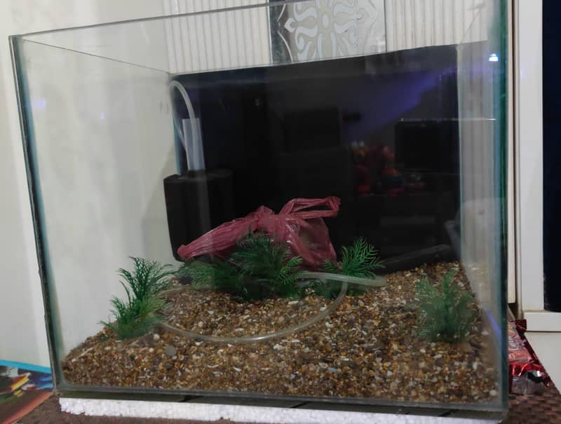 Aquarium 4