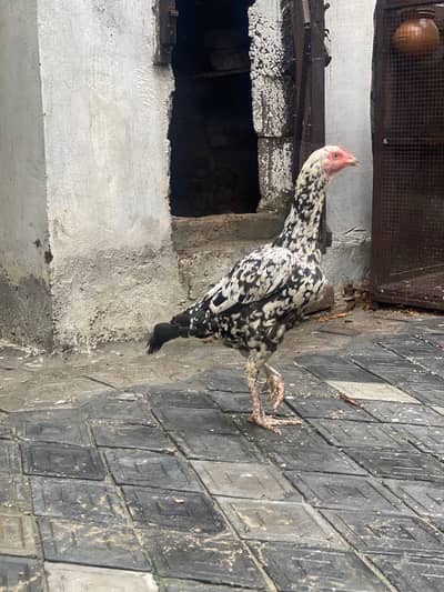 Cheeni Murgi
