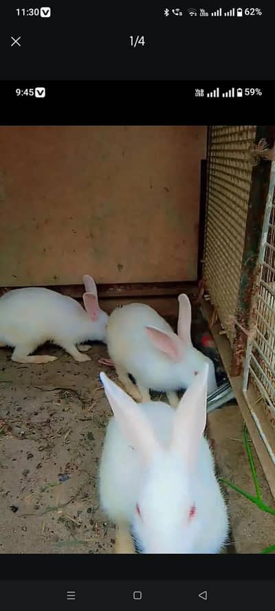 white red eye 6 rabbit for and exchange