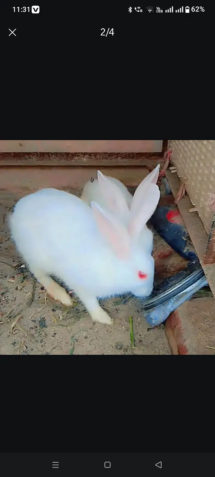 white red eye 6 rabbit for and exchange — photo 2