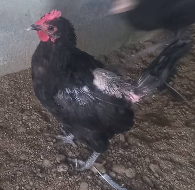 australorp heritage  2 females
