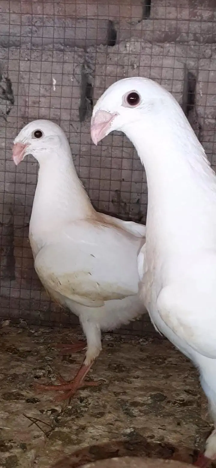 jarman beauti white Chicks Black tail Female 4kali — photo 2
