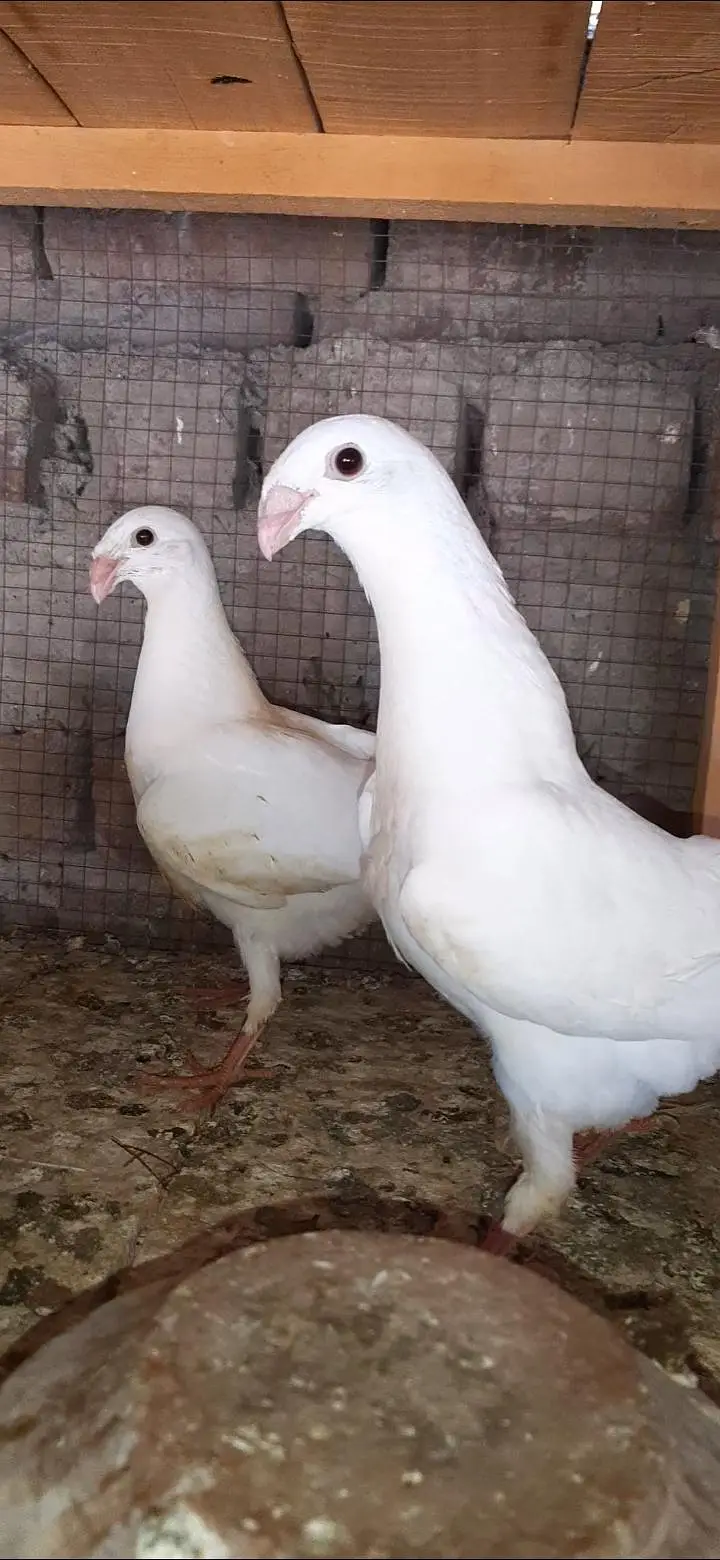 jarman beauti white Chicks Black tail Female 4kali — photo 3