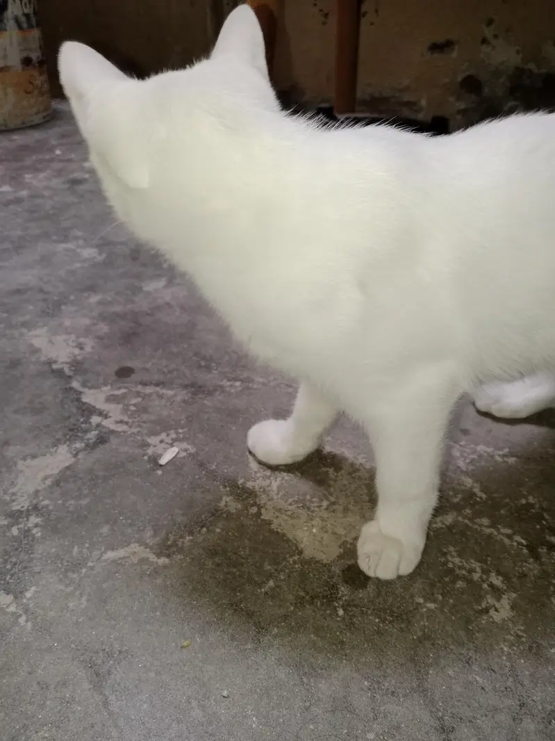 Persian cat for Sale — photo 2