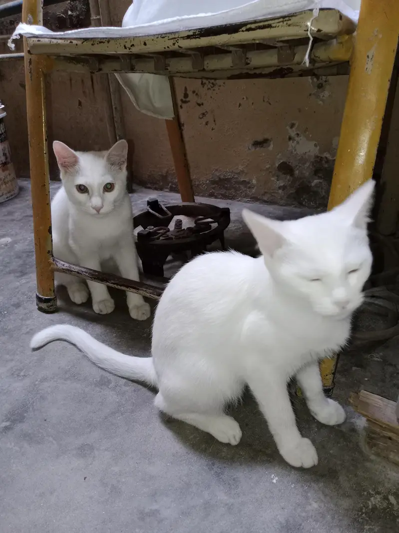 Persian cat for Sale — photo 6